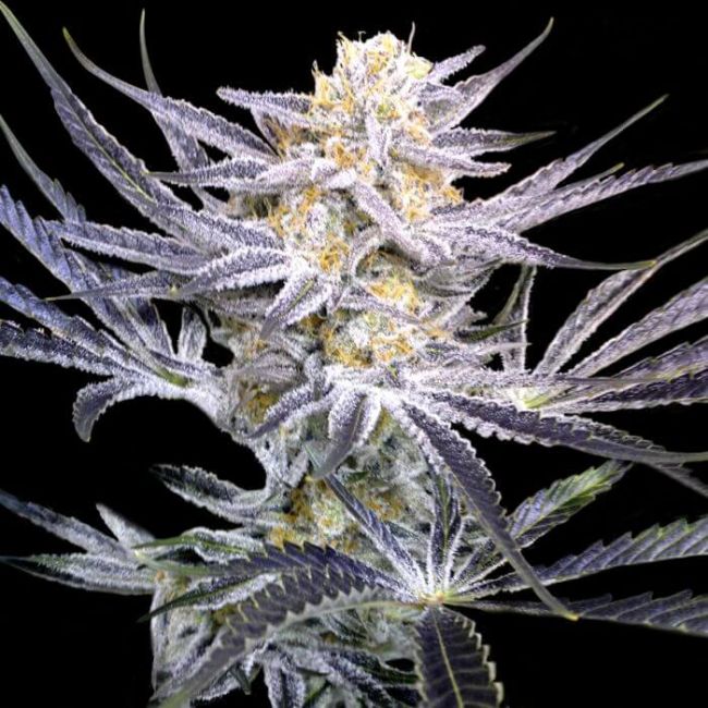 Strawberry Fields Regular Seeds (Crockett Family Farms)