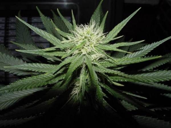 Sweet God Regular Seeds