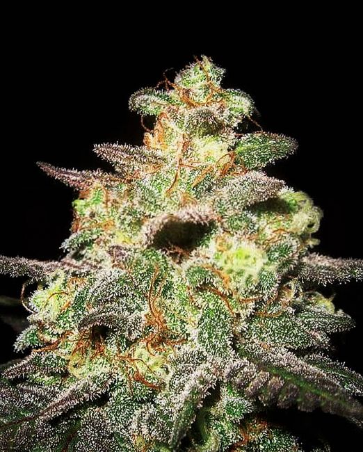 Caramella Auto Feminised Seeds