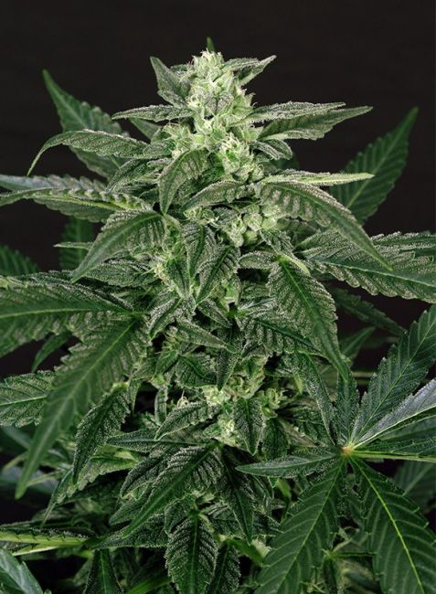 Triple A (AAA) Auto Feminised Seeds