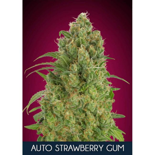 Strawberry Gum Auto Feminised Seeds