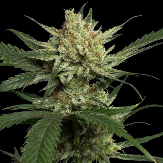 Strawberry Banana Feminised Seeds