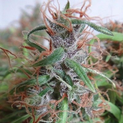 Honduras Regular Seeds Breeders Pack