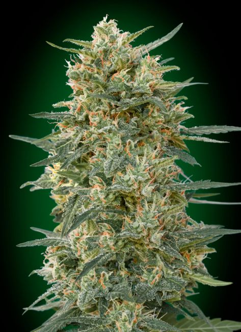 Gorilla FAST Feminised Seeds