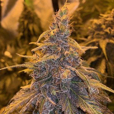 HashPlant Haze x Kali China Feminised Seeds