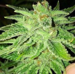 Strawberry OG Feminised Seeds