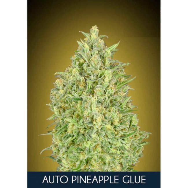 Pineapple Glue Auto Feminised Seeds