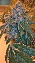Kosher Kush Feminised Seeds