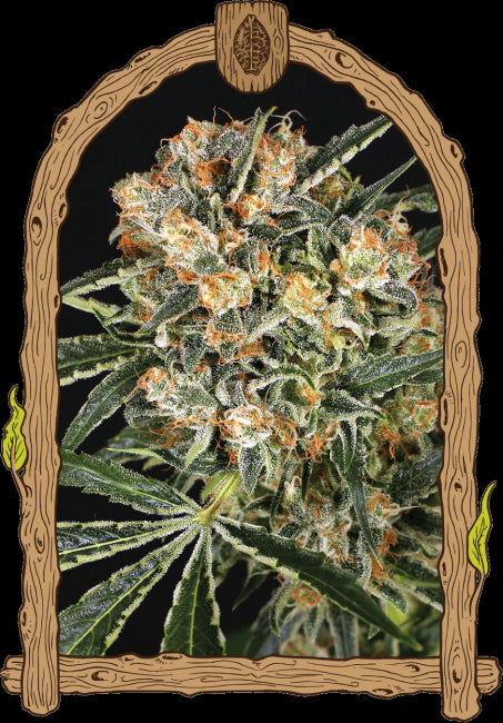 Hippie Therapy CBD Feminised Seeds