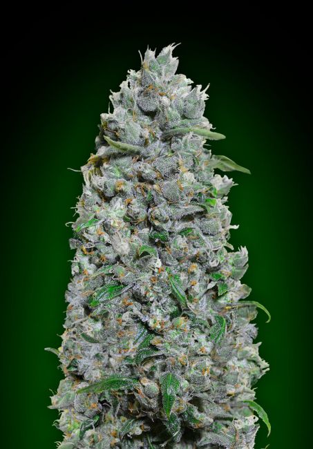 Afghan Mass XXL Auto Feminised Seeds