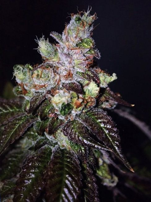 Island Punch Auto Feminised Seeds