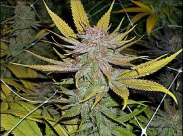 Skylotus Regular Seeds