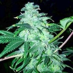 Feminised Seeds
