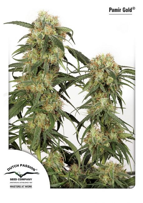 Pamir Gold Feminised Seeds
