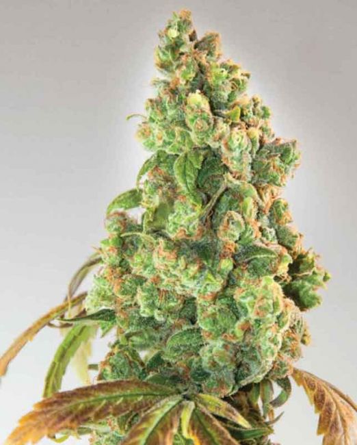 Nurse Lilly CBD Feminised Seeds
