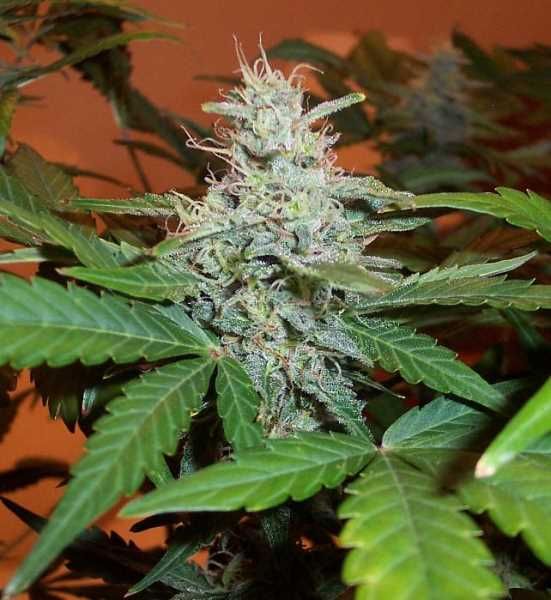 BC Lowryder # Auto Feminised Seeds