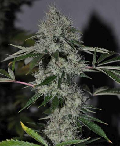 Chem OG Feminised Seeds