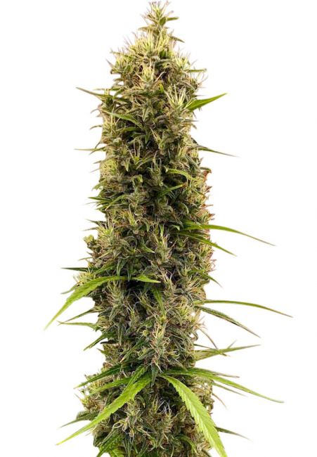 Golden Tiger Thai Dominant rd Version Feminised Seeds (Limited Edition)