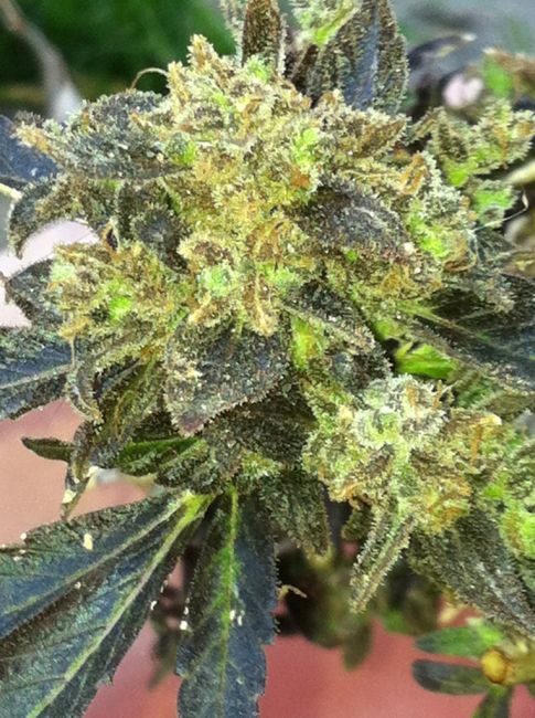 Boss Hogg Feminised Seeds