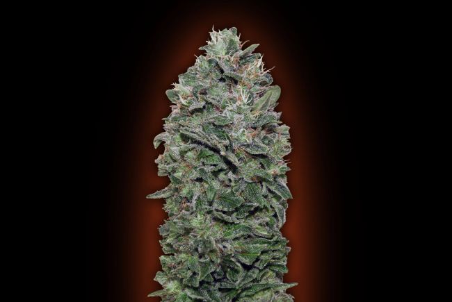 Sweet Soma Feminised Seeds