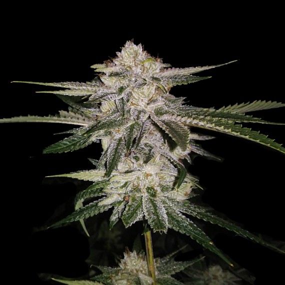Miss DNA (formerly Miss USA) Feminised Seeds