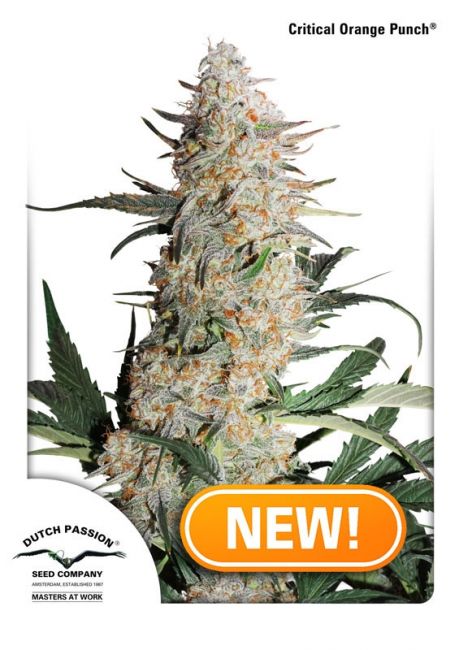 Critical Orange Punch Feminised Seeds