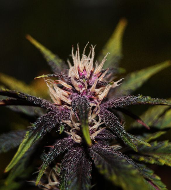 Purplediol CBD Auto Feminised Seeds