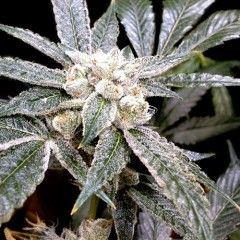 El Fuego Feminised Seeds