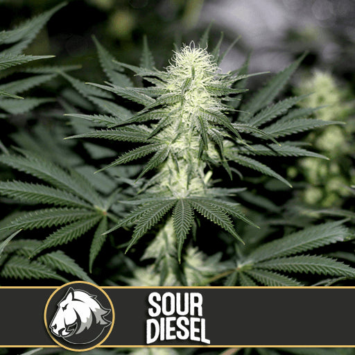Sour Diesel Feminised Seeds