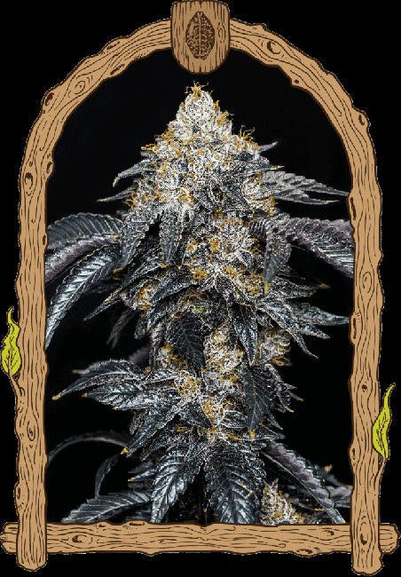 Quicklato Sherbet Feminised Seeds