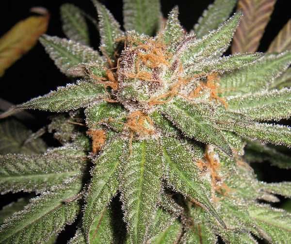 Dynamite OG Regular Seeds