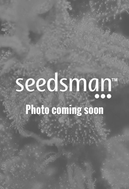 White Gold Feminised Seeds