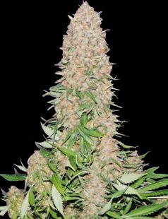 Cherry Queen Regular Seeds