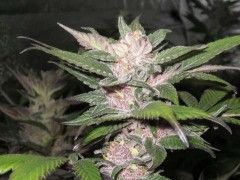 Purple Chem Feminised Seeds