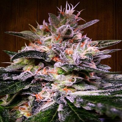 Bubba Hash Feminised Seeds