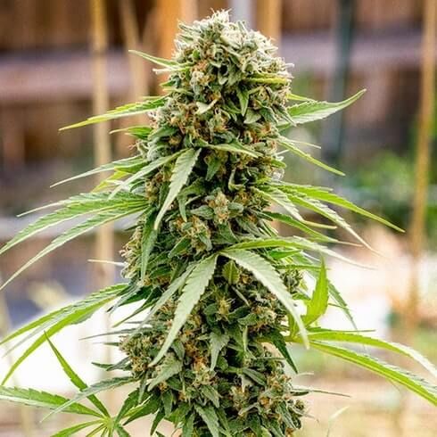 Dread Bread Regular Seeds