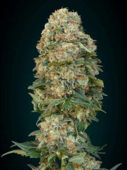 Female Mix Feminised Seeds