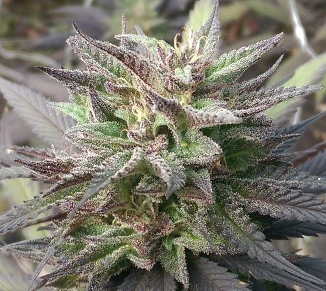 Kali China Feminised Seeds Breeders Pack