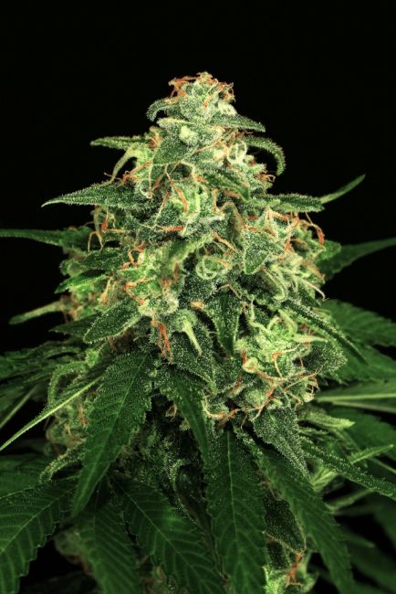 Mango Cream Feminised Seeds
