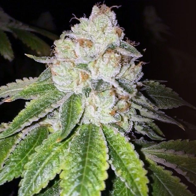 Lemon Tart Feminised Seeds