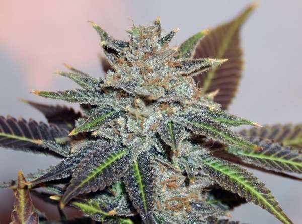 Night Nurse Regular Seeds