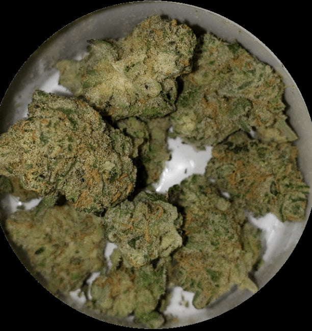 Blue Sunshine Regular Seeds