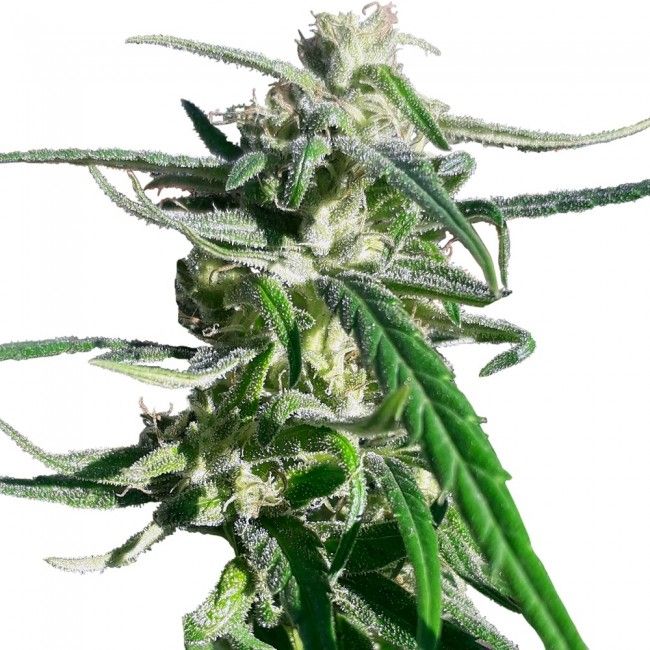 Thai A Haze Regular Seeds