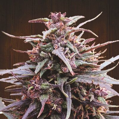 Purple Haze x Malawi Feminised Seeds