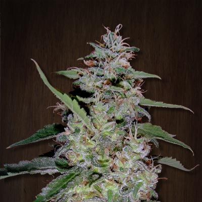 China Yunnan Regular Seeds