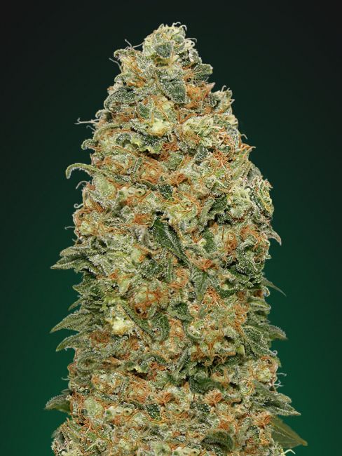 White Widow Feminised Seeds