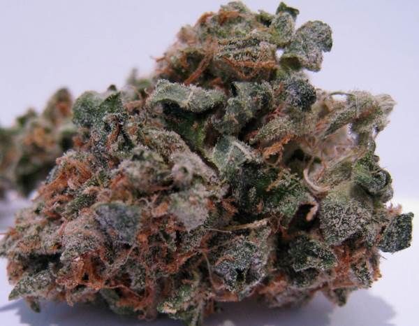 Headband Regular Seeds