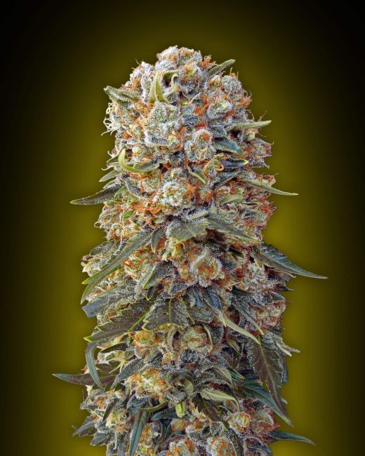 Sweet Critical Feminised Seeds