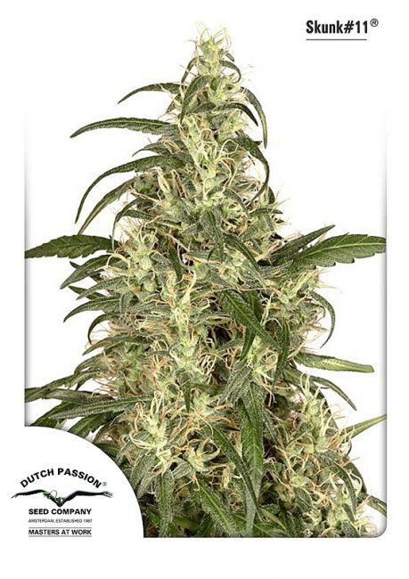 Skunk # Feminised Seeds