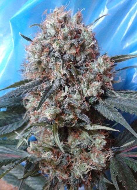Nepal Jam x Kali China Feminised Seeds